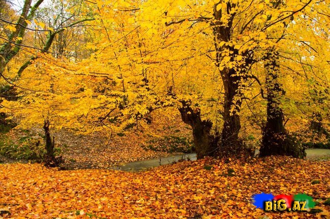 Lənkəranın zəfər ətirli qızılı payızından FOTOREPORTAJ