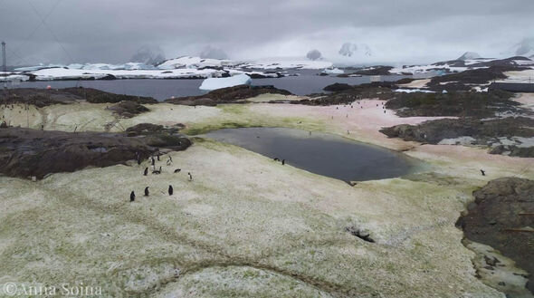 Antarktida "qanlı" qar örtüyünə bürünüb - FOTO