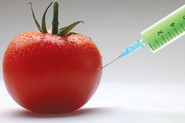 GMO və yem məhsulları ilə bağlı YENİLİK