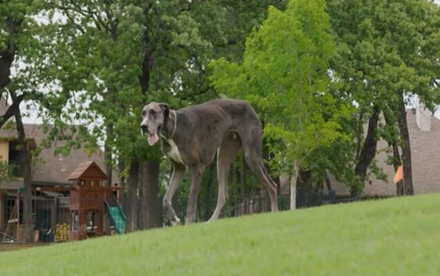 Ginnesin Rekordlar kitabına düşən dünyanın ən böyük iti - FOTO