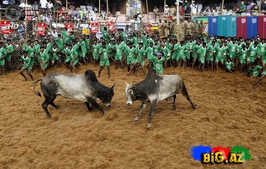 Hindlilər də ispanlar kimi öküz döyüşü keçirir - FOTO