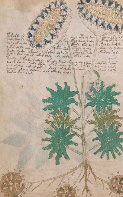 Dünyanın ən sirli kitabı "Voynic" əlyazmasının sirri çözüldü /FOTOLAR