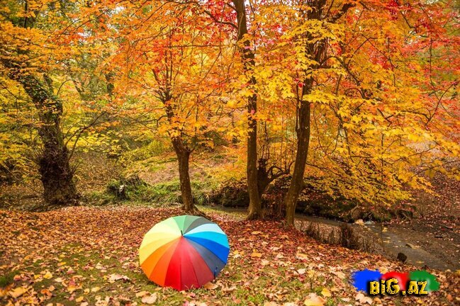 Lənkəranın zəfər ətirli qızılı payızından FOTOREPORTAJ