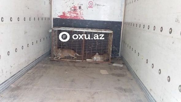 Azərbaycanda restoranda vəhşi heyvanlar saxlayan sahibkardan AÇIQLAMA - FOTO/VİDEO