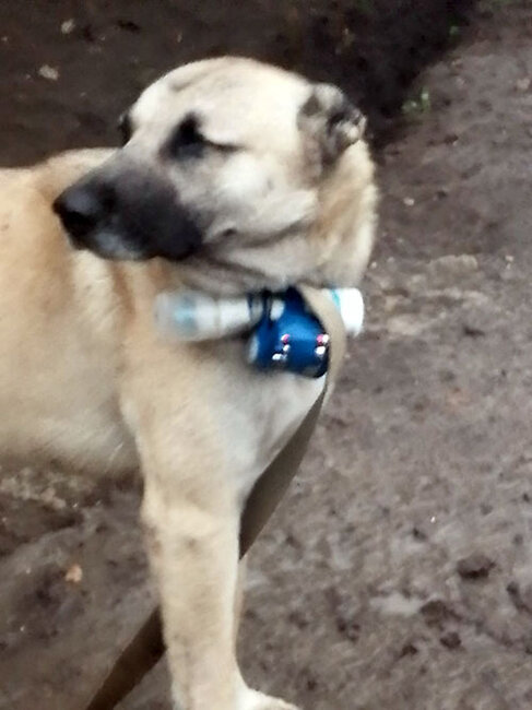 Ermənilər itə partlayıcı qurğu bağlayıb mövqelərimizə göndərdilər - FOTO