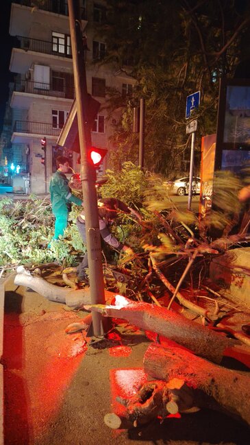 Külək nəticəsində Bakıda 41 ağac sınıb - FOTO