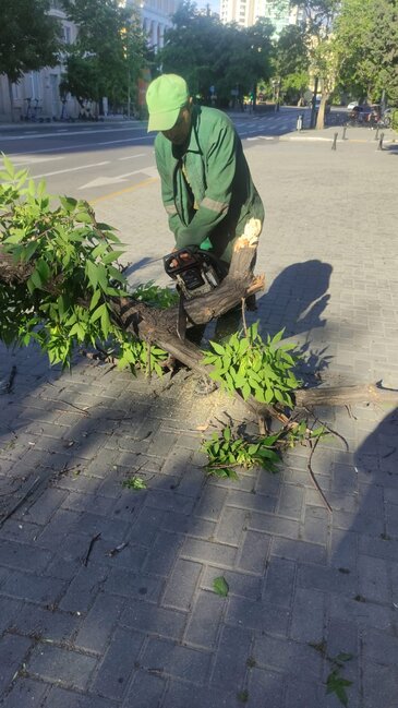 Külək nəticəsində Bakıda 41 ağac sınıb - FOTO
