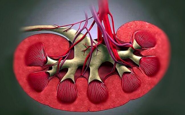 Adi su bu ağır böyrək xəstəliyini sağalda bilər - ALİMLƏR