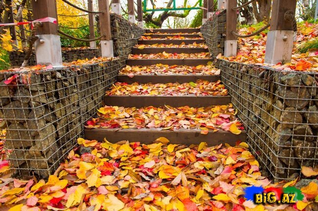 Lənkəranın zəfər ətirli qızılı payızından FOTOREPORTAJ