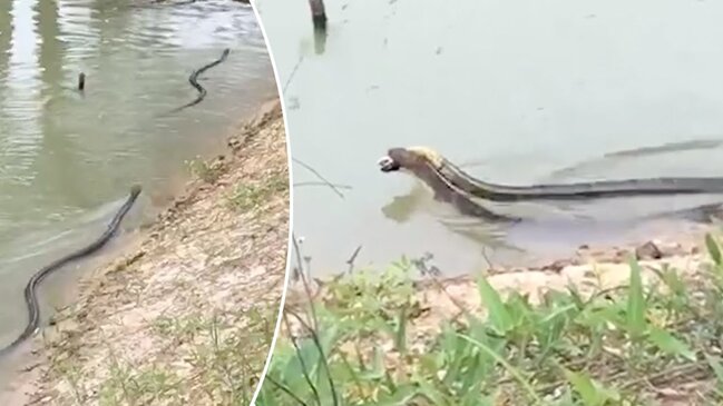 3 metrlik KOBRA uşaqların gözü önündə ilanı UDDU - VİDEO