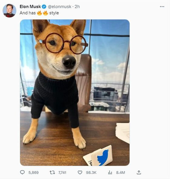 İlon Mask itini "Twitter"in baş direktoru "təyin etdi" - FOTO