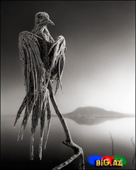 Heyvanları daşa çevirən Natron gölü - FOTO