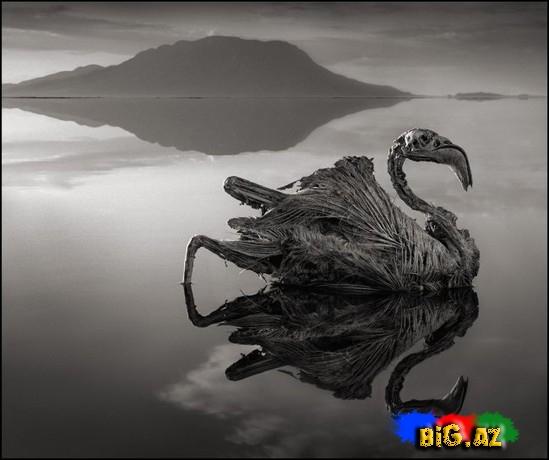 Heyvanları daşa çevirən Natron gölü - FOTO