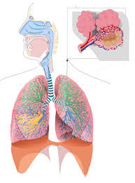 Bronxitlər, faringit, bronxial astma, laringit və dayanmadan olan
