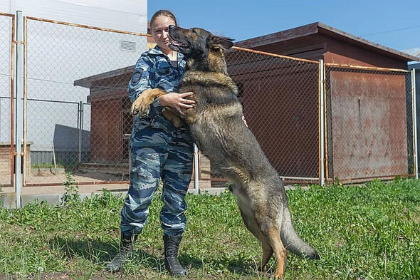 İt 15 yaşlı qızı cinsi təcavüzdən BELƏ xilas etdi - FOTO