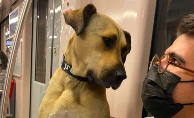 Dünya bu itdən danışır - FOTO