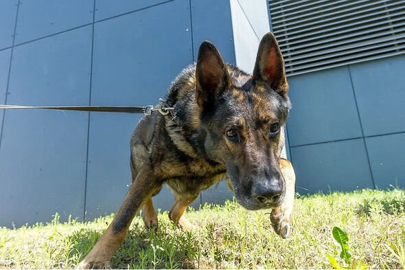 İt 15 yaşlı qızı cinsi təcavüzdən BELƏ xilas etdi - FOTO