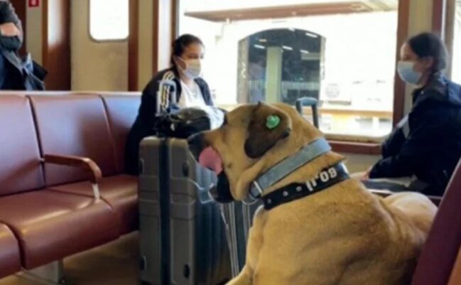 Dünya bu itdən danışır - FOTO