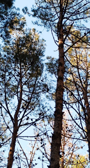 Bu parkda yerləşən çay evlərindən ŞİKAYƏT