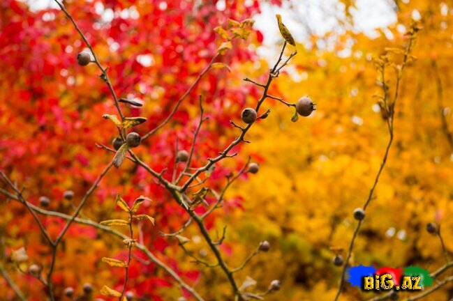 Lənkəranın zəfər ətirli qızılı payızından FOTOREPORTAJ