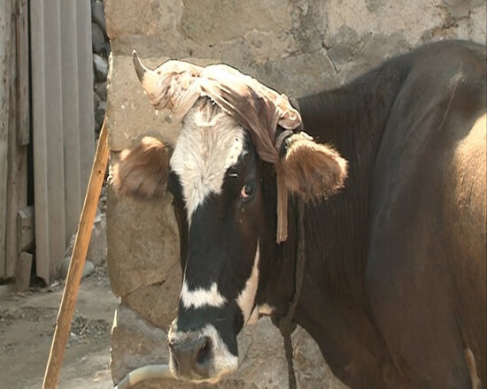 Azərbaycanda vəhşilik - İnəyin buynuzunu kəsərək ayağını baltaladı - FOTO