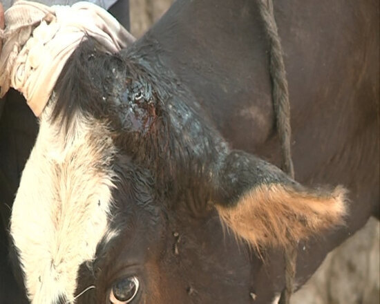 Azərbaycanda vəhşilik - İnəyin buynuzunu kəsərək ayağını baltaladı - FOTO