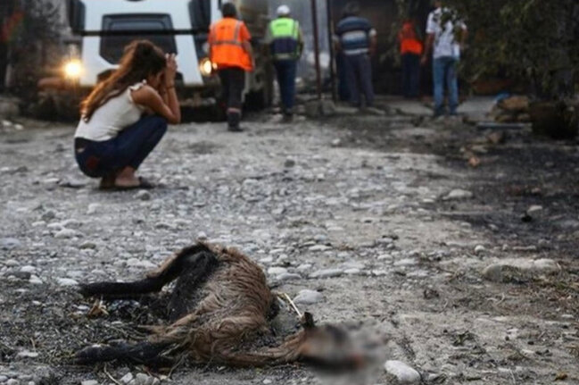 Türkiyədə kütləvi yanğınlarda 3 nəfərin meyiti tapıldı - FOTO