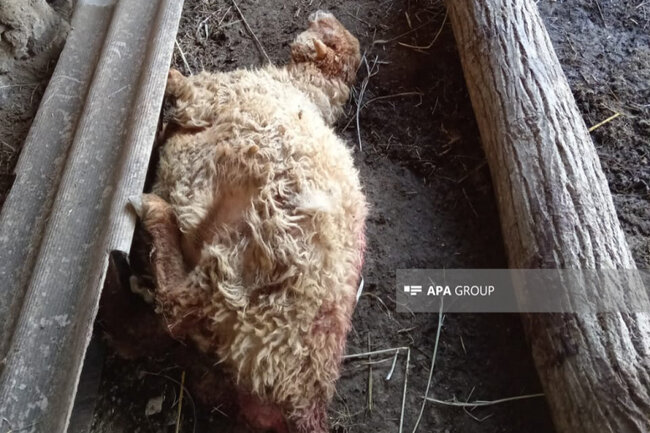 Zaqatalada canavar kəndə hücum etdi