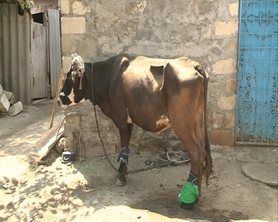 Azərbaycanda vəhşilik - İnəyin buynuzunu kəsərək ayağını baltaladı - FOTO