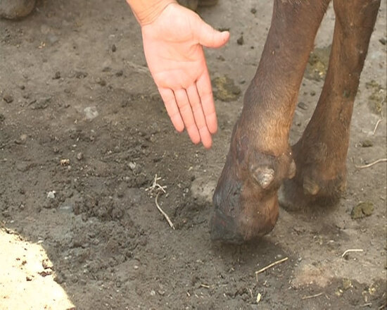 Azərbaycanda vəhşilik - İnəyin buynuzunu kəsərək ayağını baltaladı - FOTO