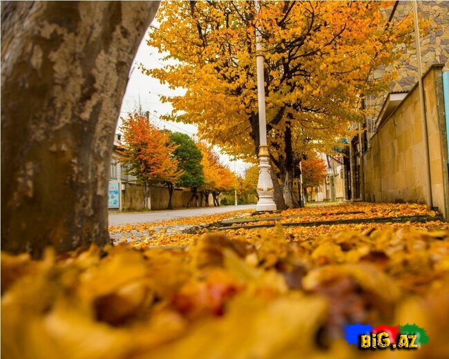 Lənkəranın zəfər ətirli qızılı payızından FOTOREPORTAJ
