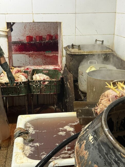 "Kənd toyuqları"nı bu vannalarda "istehsal edirmişlər" - Fotolar