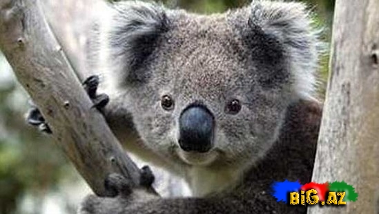 Koala 80 km yol getdi
