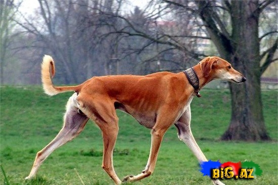 Ən bahalı it cinsləri - SİYAHI - FOTO