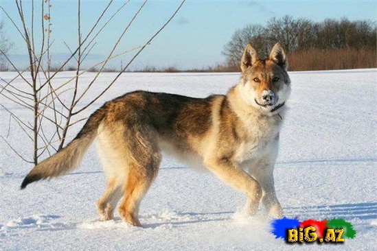 Ən bahalı it cinsləri - SİYAHI - FOTO