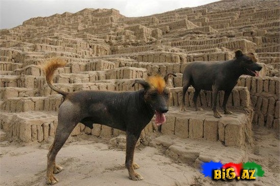 Ən bahalı it cinsləri - SİYAHI - FOTO