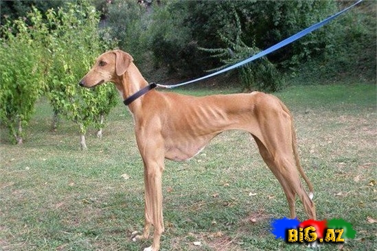 Ən bahalı it cinsləri - SİYAHI - FOTO