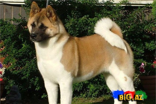 Ən bahalı it cinsləri - SİYAHI - FOTO