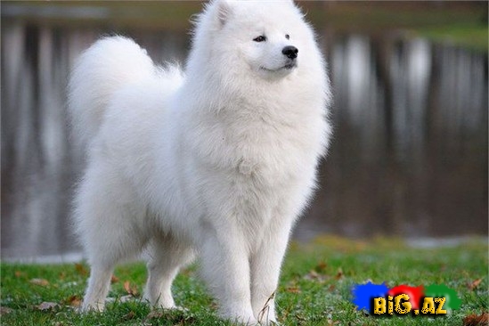 Ən bahalı it cinsləri - SİYAHI - FOTO