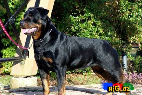 Ən bahalı it cinsləri - SİYAHI - FOTO