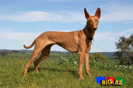 Ən bahalı it cinsləri - SİYAHI - FOTO