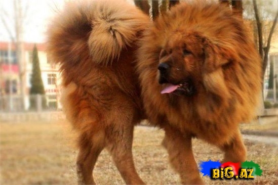 Ən bahalı it cinsləri - SİYAHI - FOTO