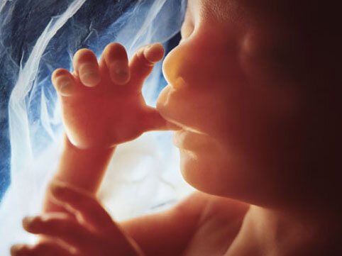 Cift nədir? - Quruluş, funksiyalar, pozulmalar