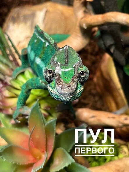 Lukaşenkonun evində saxladığı qeyri-adi heyvan gündəm olub - FOTO