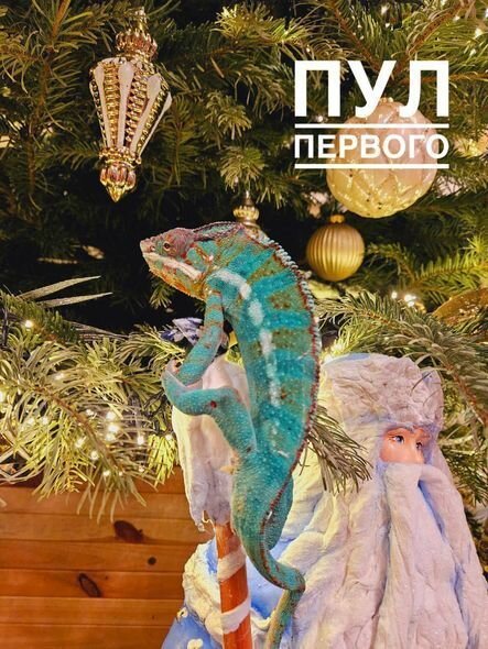 Lukaşenkonun evində saxladığı qeyri-adi heyvan gündəm olub - FOTO