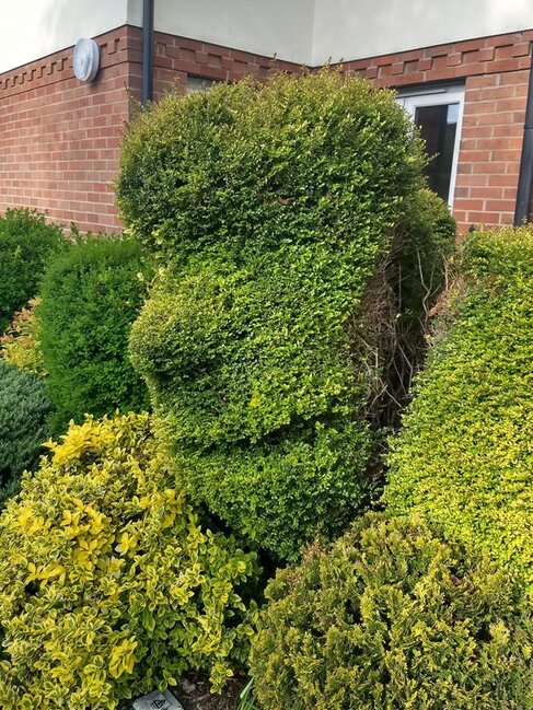 Dünyanın hər yerindən olan insanlar öz evlərində "yadplanetlilər"i görməyə başlayıblar - FOTOLAR