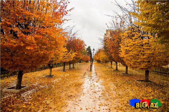 Lənkəranın zəfər ətirli qızılı payızından FOTOREPORTAJ