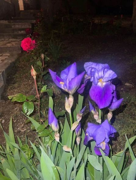 Leyla Əliyeva Şuşada yerləşən Mehmandarovların malikanə kompleksindən görüntülər paylaşıb - FOTO