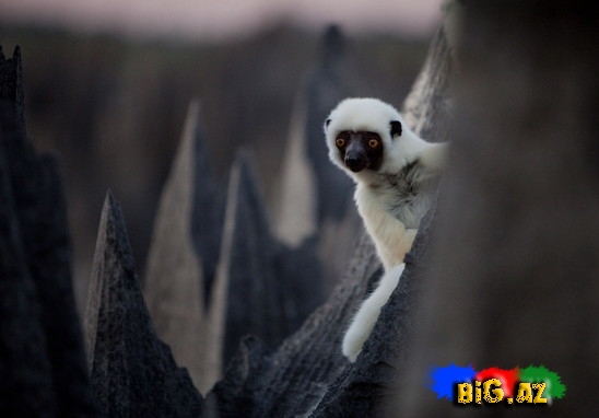 Geoloji möcüzə. Daş Meşə - FOTO