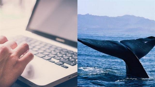 Dünyada onlarla uşağı öldürən qorxunc oyun Azərbaycanda-"Tarqovıy uşaqları" adlı qrupları var imiş